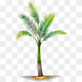 Date Palm Clipart Tropical Tree - Palm Tree Types, HD Png Download - vhv