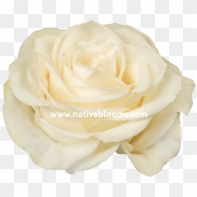 Thumb Image - Floribunda, HD Png Download - white rose png