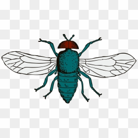Fly Png Image Transparent Background - Insects With Wings Clipart, Png Download - fly png