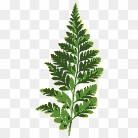 Nonvascular Plants On Clipart, HD Png Download - fern png