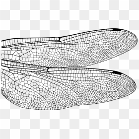 Dragonfly Wing Close Up, HD Png Download - fly png