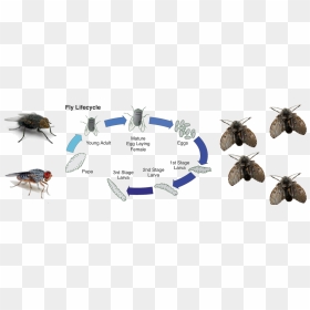 Life Cycle Of A Fly , Png Download - Insects And Crime Scene Analysis Virtual Lab Worksheet, Transparent Png - fly png
