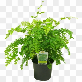 Maidenhair Fern Png - Flowerpot, Transparent Png - fern png