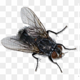 Fly Free Png Image Download - Fly Png, Transparent Png - fly png