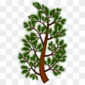 Pine Tree Branch Clip Arts - Clip Art, HD Png Download - tree branch png