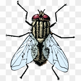 Jpg, Png, Eps, Ai, Svg, Cdr - Clipart Housefly, Transparent Png - fly png