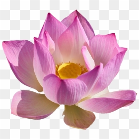 Lotus Flower Png Free Download - Portable Network Graphics, Transparent Png - lotus flower png