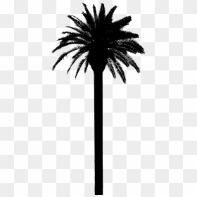 Asian Palmyra Palm Date Palm Palm Trees Silhouette - Date Palm Silhouette, HD Png Download - palm png