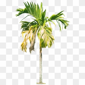 Royal Palm Tree Hd Png - Areca Nut Tree Png, Transparent Png - palm png