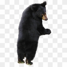 Transparent Sloth Png - Sloth Bear White Background, Png Download - sloth png