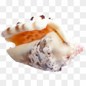 Sea Shell Png Image - Portable Network Graphics, Transparent Png - seashell png