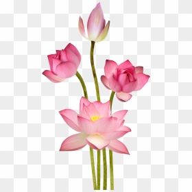 Lotus Png Free Images - Lotus Png, Transparent Png - lotus png