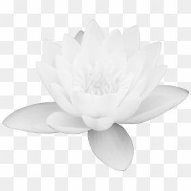 Transparent Clipart Image Lotus Png Big Size - Portable Network Graphics, Png Download - lotus png