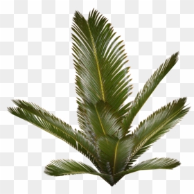 4 Picture, - Fern Plants Png, Transparent Png - palm png