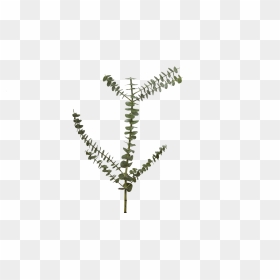 Our Top Favorite Fall Flowers Holex Flower Blog Png - Fern, Transparent Png - fern png