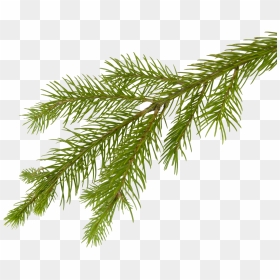 Pine Tree Branch Png Picture - Pine Tree Branch Png, Transparent Png - tree branch png
