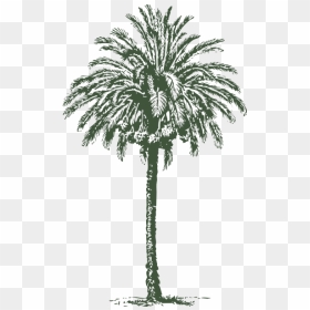 Date Palm - Drawing Date Tree, HD Png Download - palm png