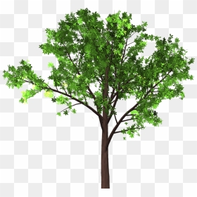 Transparent Tree Branches Png - Gambar Png Gambar Pohon Transparan, Png Download - tree branch png