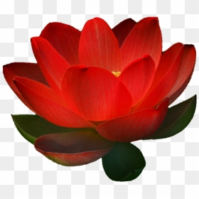 Sacred Lotus , Png Download - Red Lotus Flower With White Background, Transparent Png - lotus png