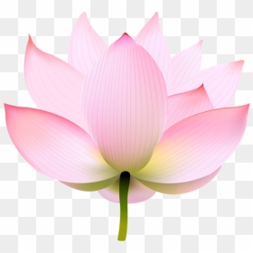 Nymphaea Nelumbo Portable Network Graphics Image Clip - Sacred Lotus, HD Png Download - lotus flower png