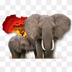 Elephant And Its Baby, HD Png Download - stripes png