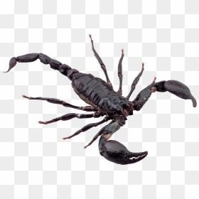 Scorpion Png, Transparent Png - scorpion png