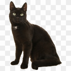 Black Cat, HD Png Download - black cat png