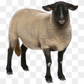 Sheep - Female Suffolk Sheep, HD Png Download - sheep png