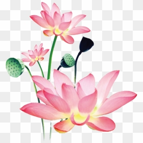 Lotus Png Free Background - Watercolor Lotus Flower Painting, Transparent Png - lotus png