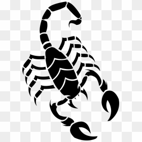 Scorpion Drawing, HD Png Download - scorpion png