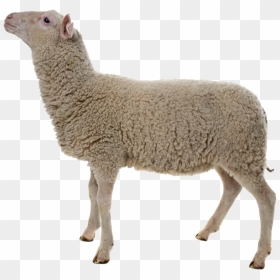 Sheep Png Images - Sheep On White Background, Transparent Png - sheep png
