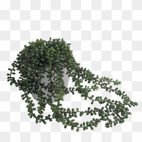 Transparent String Of Pearls Clipart - Trailing Plant In Pot, HD Png Download - pearls png