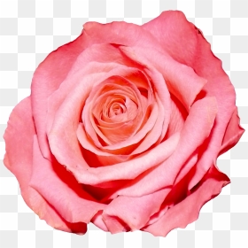 Transparent Background Pink Flower Png, Png Download - pink rose png