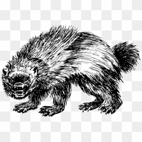 Wolverine Clip Arts - Animal Wolverine Clipart, HD Png Download - wolverine png