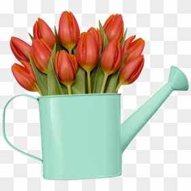 Turkestan Tulip, HD Png Download - png format images of flowers