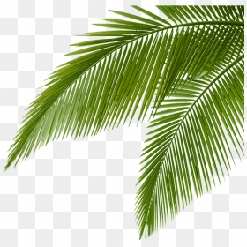 Palm Trees, HD Png Download - palm png