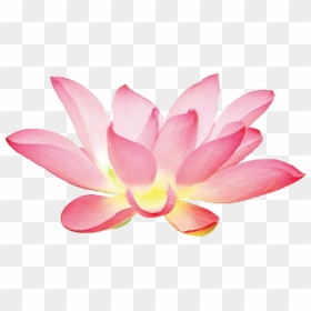 Pink Lotus Flower Png Clipart , Png Download - 蓮花 圖 素材 Png 檔, Transparent Png - lotus flower png