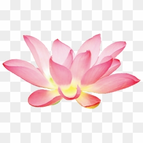 Pink Lotus Flower Png Clipart , Png Download - 蓮花 圖 素材 Png 檔 ...