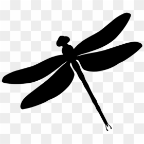 Dragon Fly - Dragonfly Clipart, HD Png Download - fly png