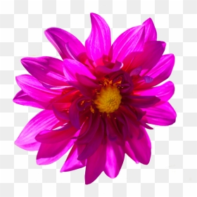 Dark Pink Flower Png By Alz Stock And Art-d7zttbs - Dark Pink Flower Png, Transparent Png - pink flower png