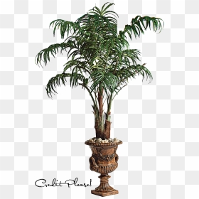 Palm Tree Png Image Large Size - Potted Palm Tree Png, Transparent Png - palm png
