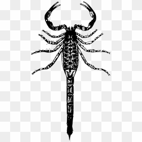 Basic Scorpion Clip Arts - Clip Art, HD Png Download - scorpion png