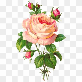 Flower Scrapbooking Pink Rose With Buds - Flower Vintage Clip Art, HD Png Download - pink rose png