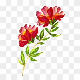 Beautiful Delicate Flower - Beautiful Flower Images Hd, HD Png Download - png format images of flowers