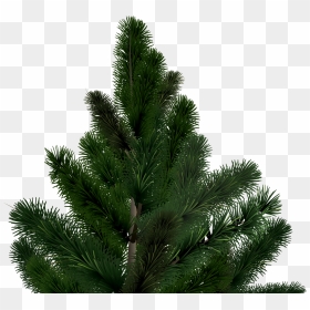 Fir-tree Png Image - Png Елка, Transparent Png - tree branch png