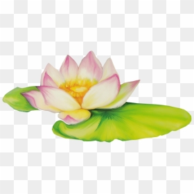 Nelumbo Nucifera Flor De Dibujo Clip Art - Lotus Flower Drawing, HD Png Download - lotus flower png