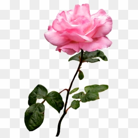 Clipart Roses Pink Rose - Pink Rose Clip Art, HD Png Download - pink rose png