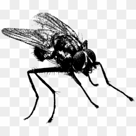 Black Fly Pixabay, HD Png Download - fly png