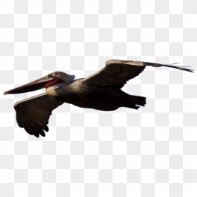 Flying Pelican Png Picture - Brown Pelican Png, Transparent Png - fly png