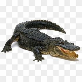 Download Alligator Png Pic - Alligator Transparent Background, Png Download - alligator png